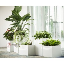 專注室內(nèi)綠植服務(wù)8年，綠植租賃，免費(fèi)養(yǎng)護(hù)，一站式商務(wù)空間